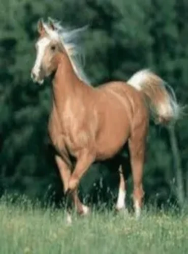 caballo2